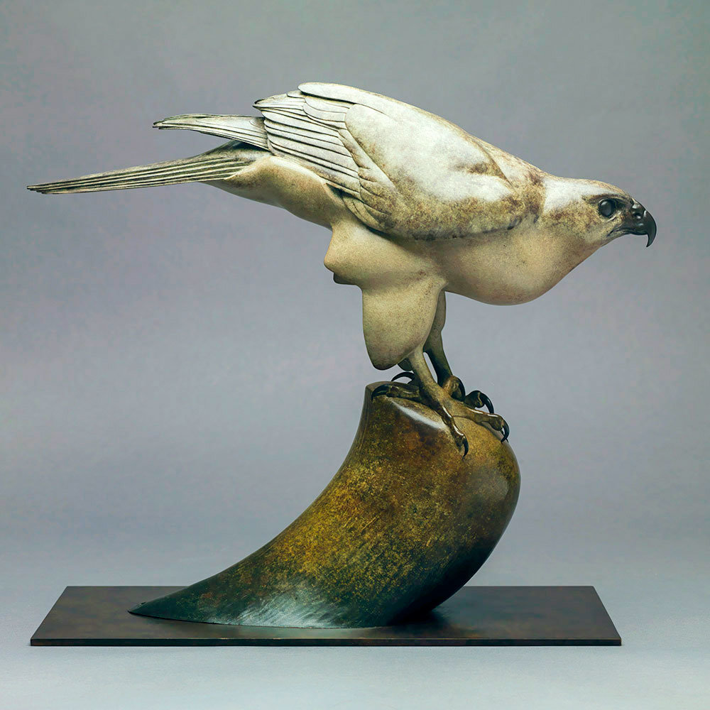 Goshawk by John Michael