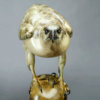 Goshawk by John Michael