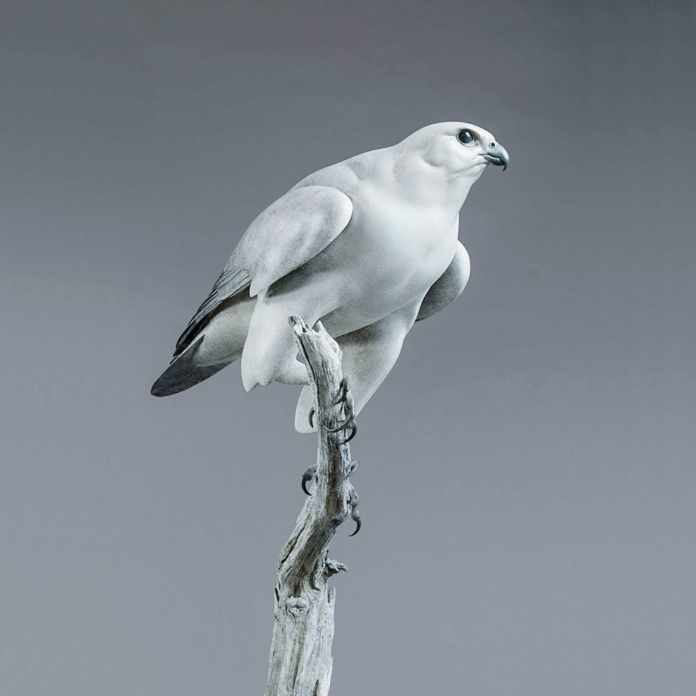 Gyrfalcon by John Michael