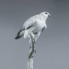 Gyrfalcon by John Michael