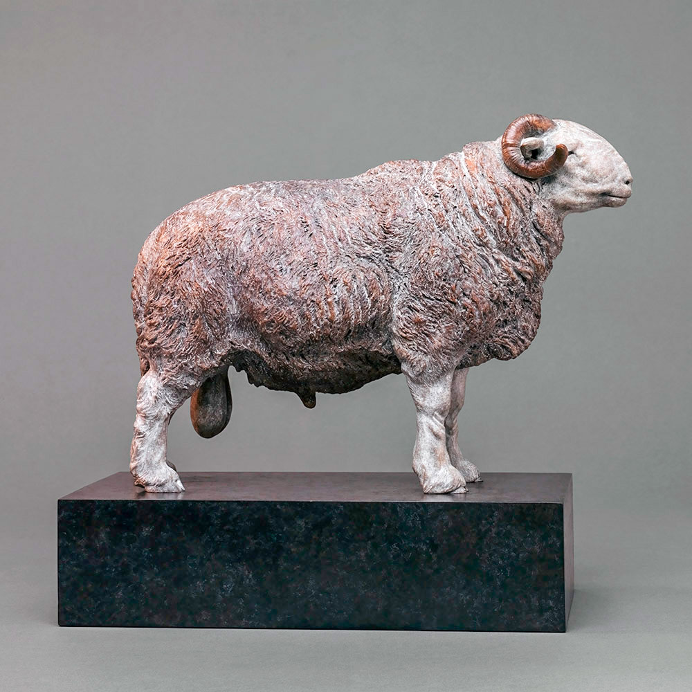 Herdwick Sheep Herdwick Sheep by John Michael