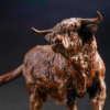 HIGHLAND BULL (CRUBACH OF REDRULLION) by John Michael