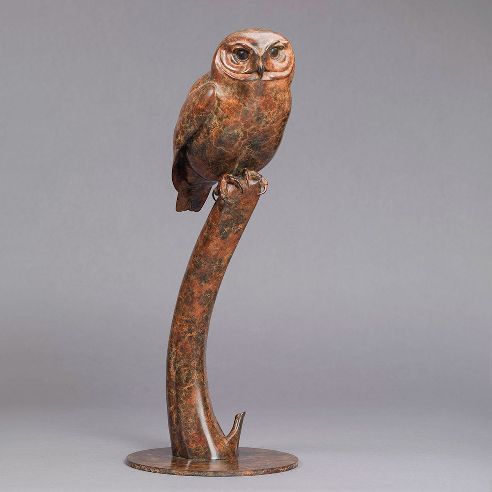 Little Owl by John Michael