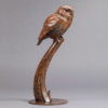 Little Owl by John Michael