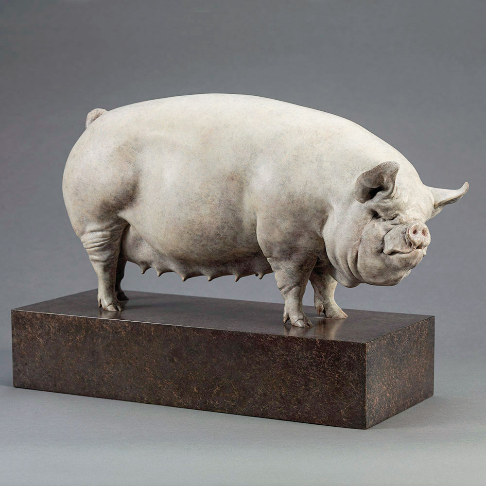 Middle White Pig (Alice) Middle White Pig (Alice) by John Michael
