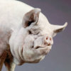 Middle White Pig (Alice) by John Michael