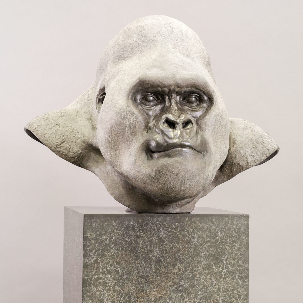 Mountain Gorilla (Silverback) by John Michael