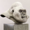Mountain Gorilla (Silverback) by John Michael