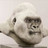 Mountain Gorilla (Silverback) by John Michael