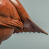 Red Grouse by John Michael