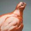 Red Grouse by John Michael