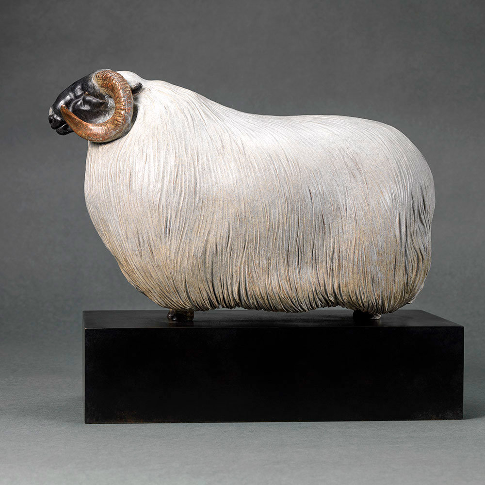 Scottish Blackface Sheep (Moortown JJ) by John Michael