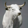 White Park Bull (Ash Nik-Nak) by John Michael