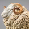 Whiteface Dartmoor Sheep (William) by John Michael