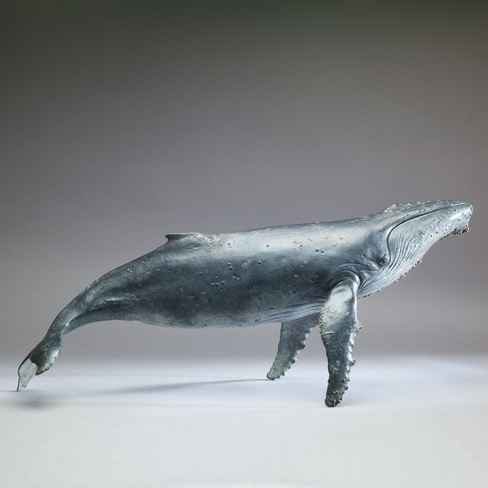 Humpback Whale Humpback Whale by John Michael