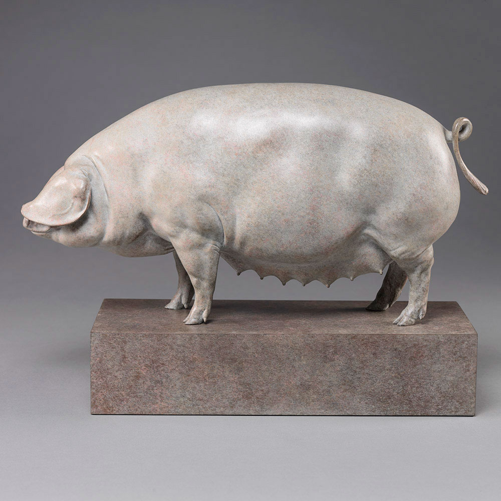 British Lop Pig (Liskeard Sunshine 500) by John Michael