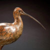 Curlew by John Michael